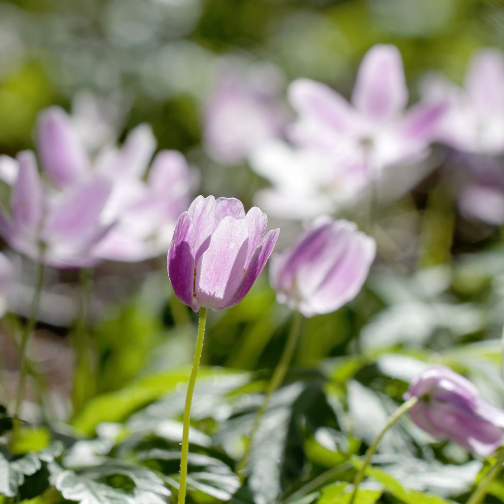 Anemone nemorosa Marie-Rose - Busch-Windröschen