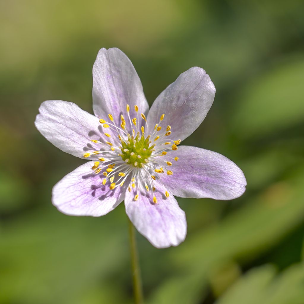 Anemone nemorosa Marie-Rose - Busch-Windröschen