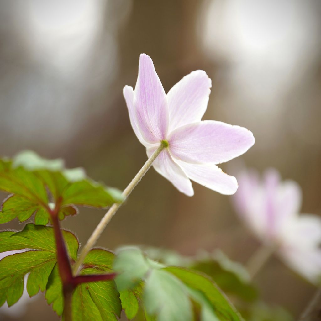 Anemone nemorosa Marie-Rose - Busch-Windröschen