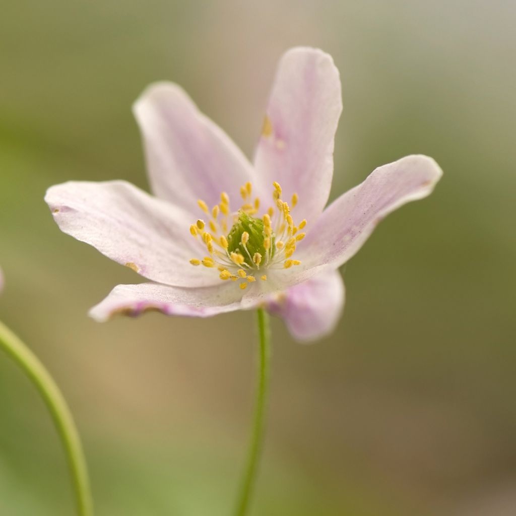 Anemone nemorosa Marie-Rose - Busch-Windröschen