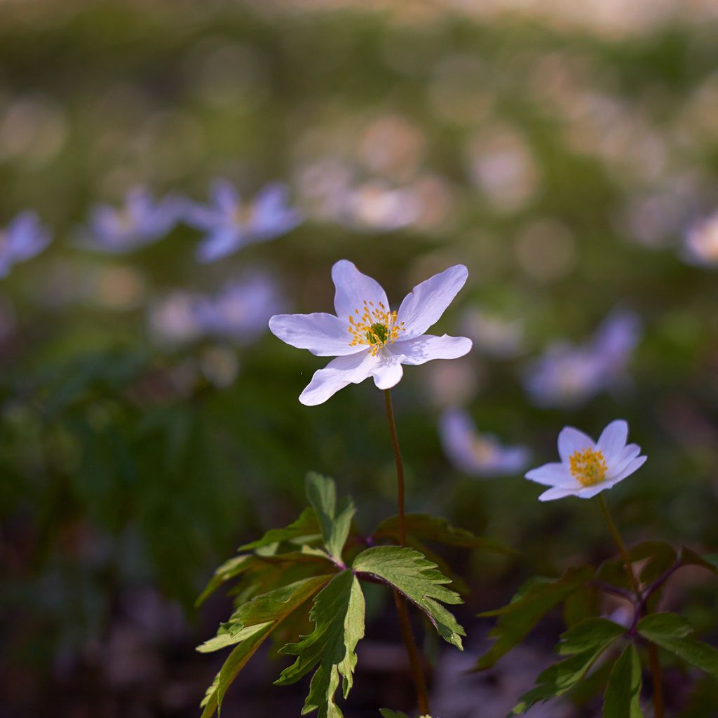 Anemone nemorosa Robinsoniana - Busch-Windröschen