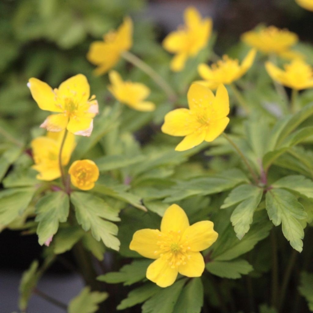 Anemone ranunculoides - Anémone fausse renoncule