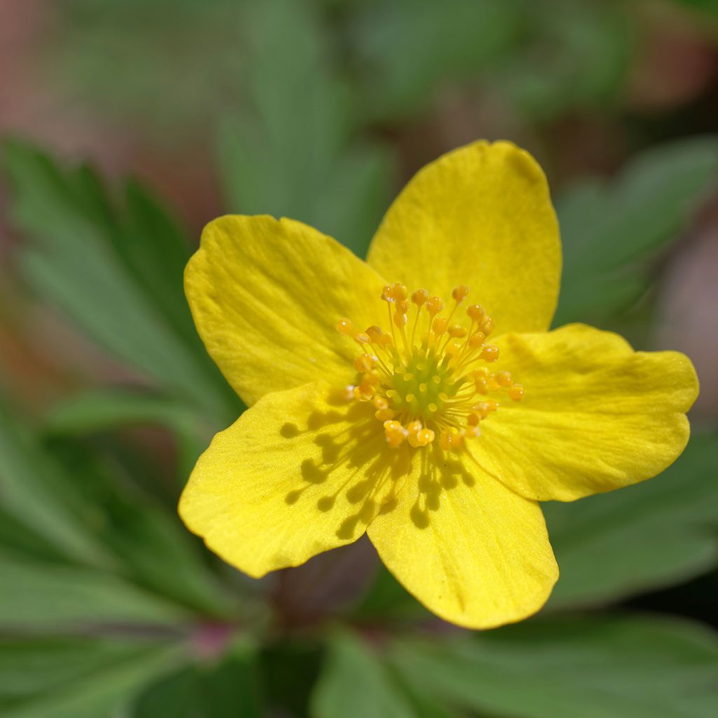 Anemone ranunculoides - Gelbes Windröschen