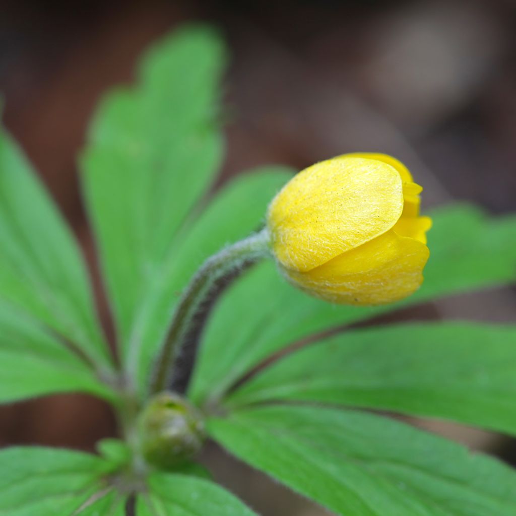 Anemone ranunculoides - Gelbes Windröschen