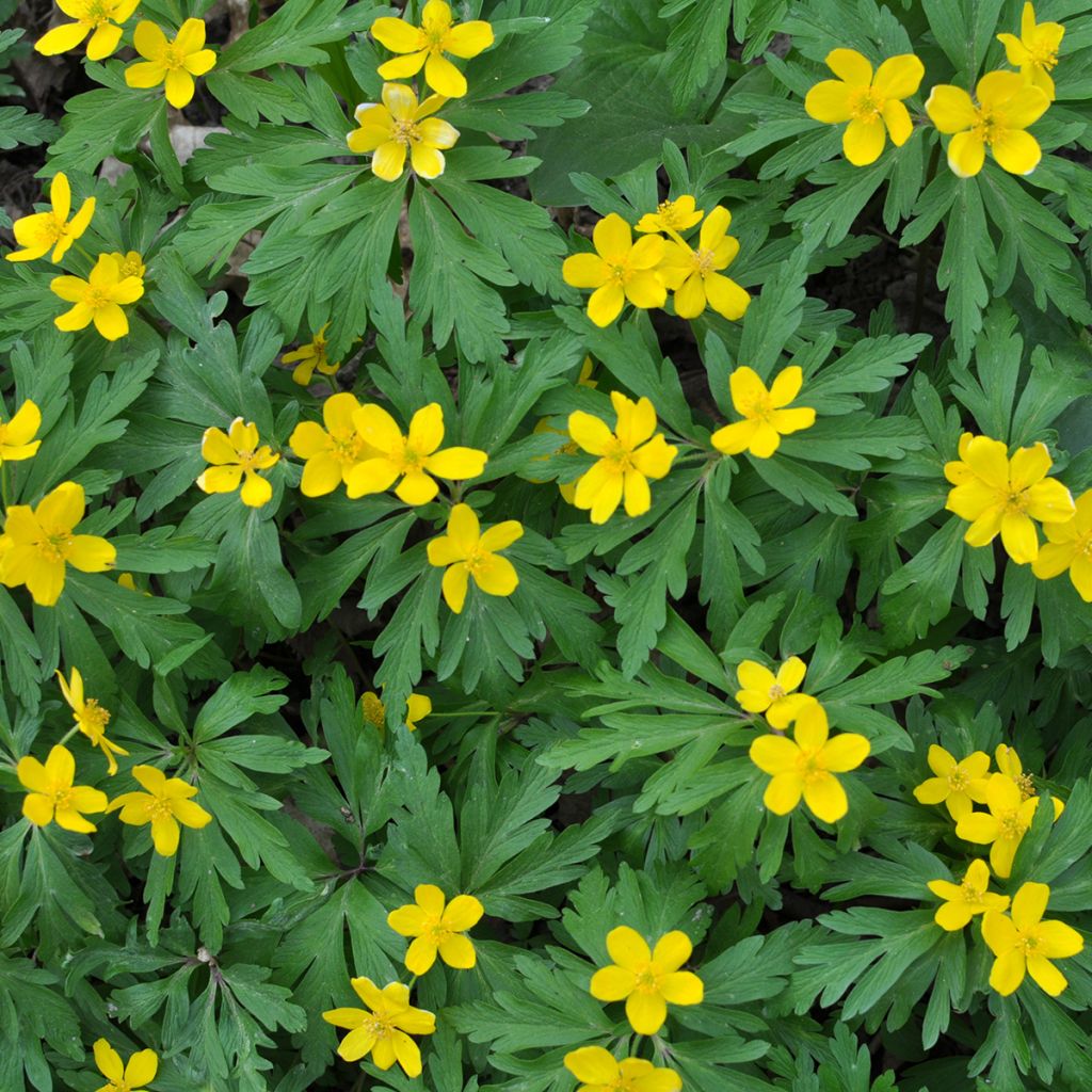 Anemone ranunculoides - Gelbes Windröschen