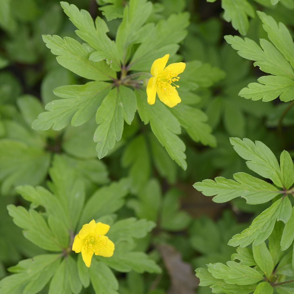 Anemone ranunculoides - Gelbes Windröschen