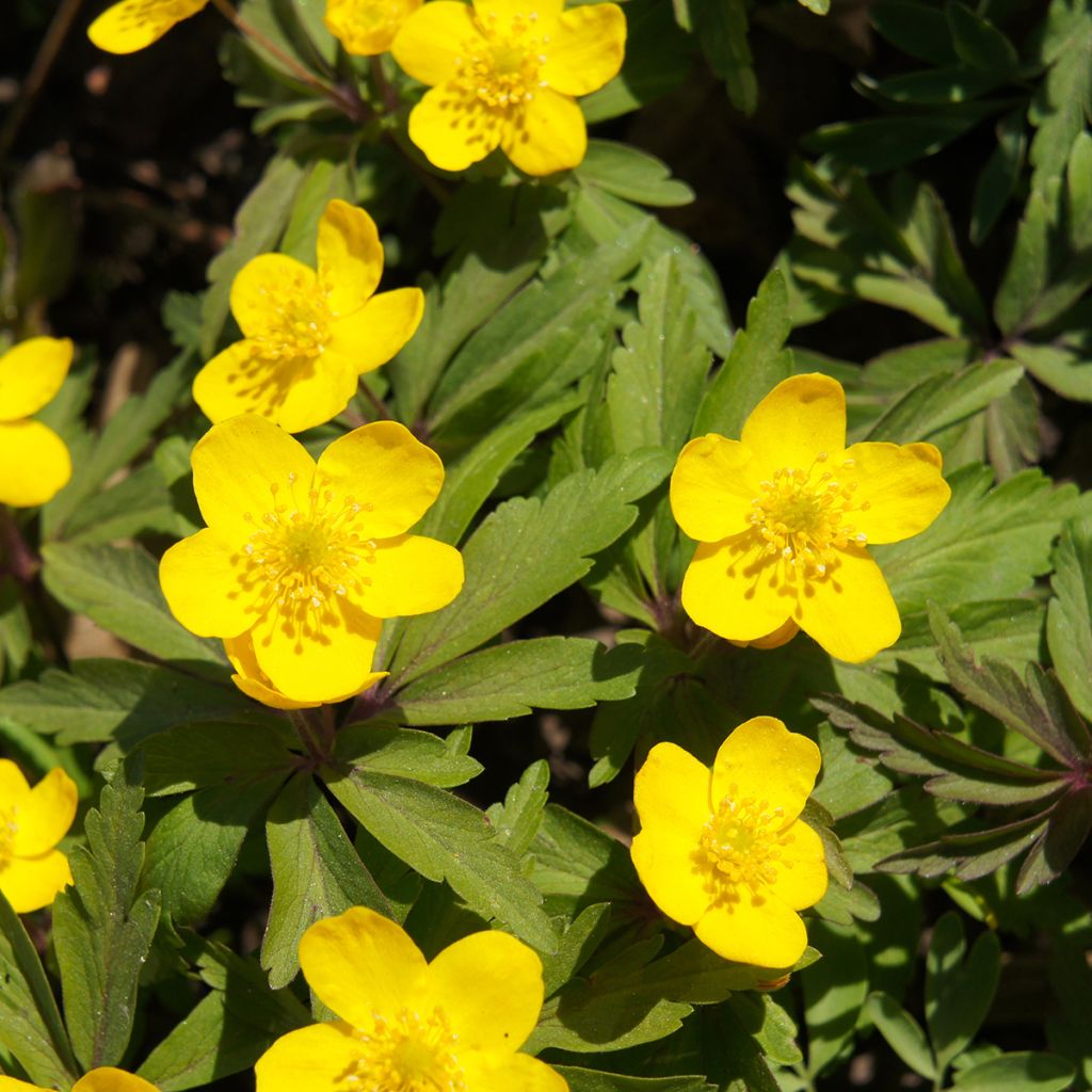 Anemone ranunculoides - Gelbes Windröschen