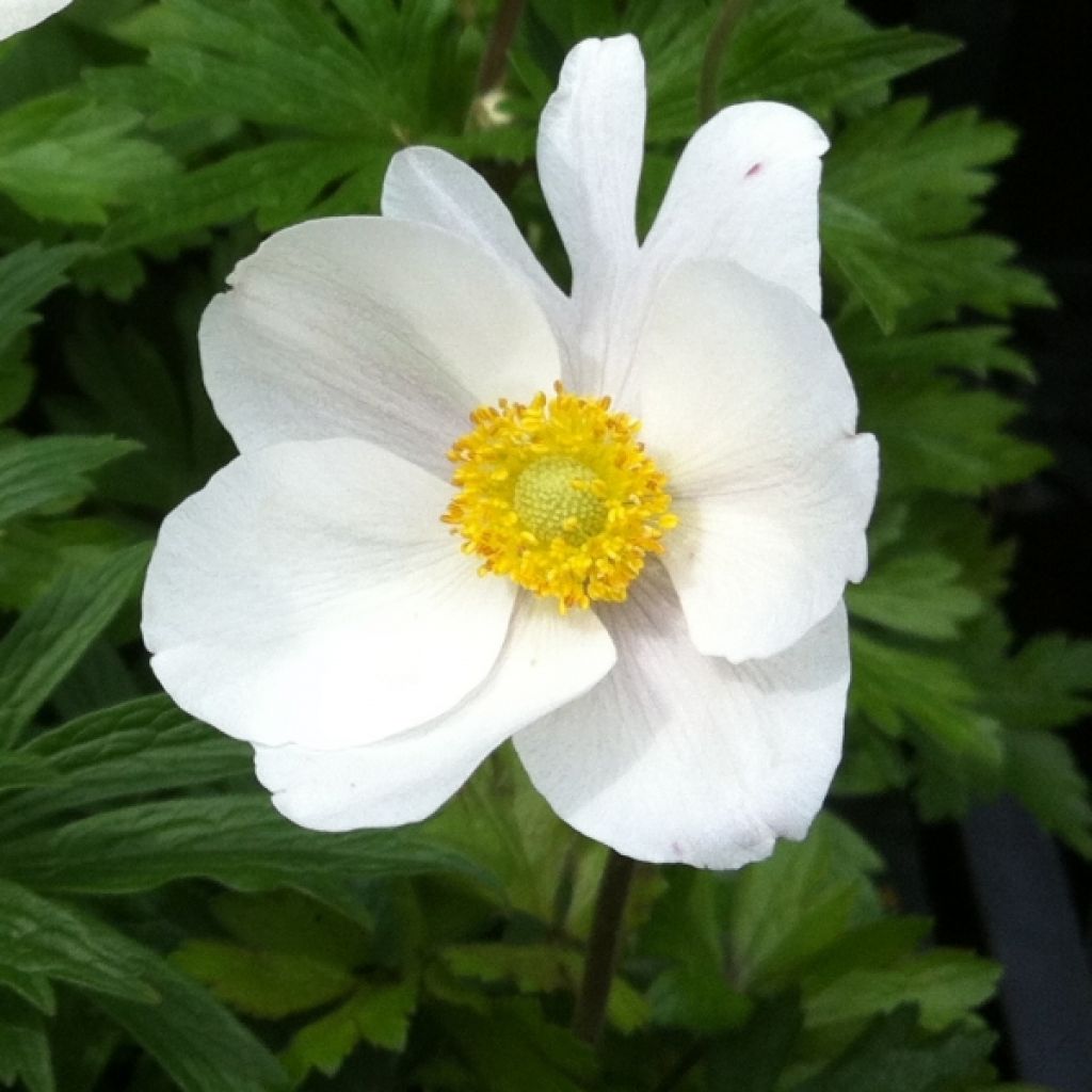 Anémone des fôrets - Anemone sylvestris