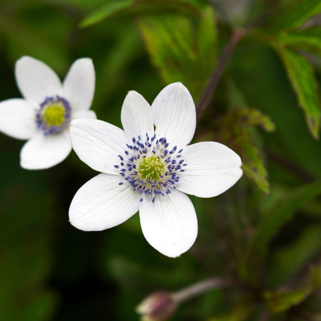 Anemone tetrasepala - Himalaya-Windröschen