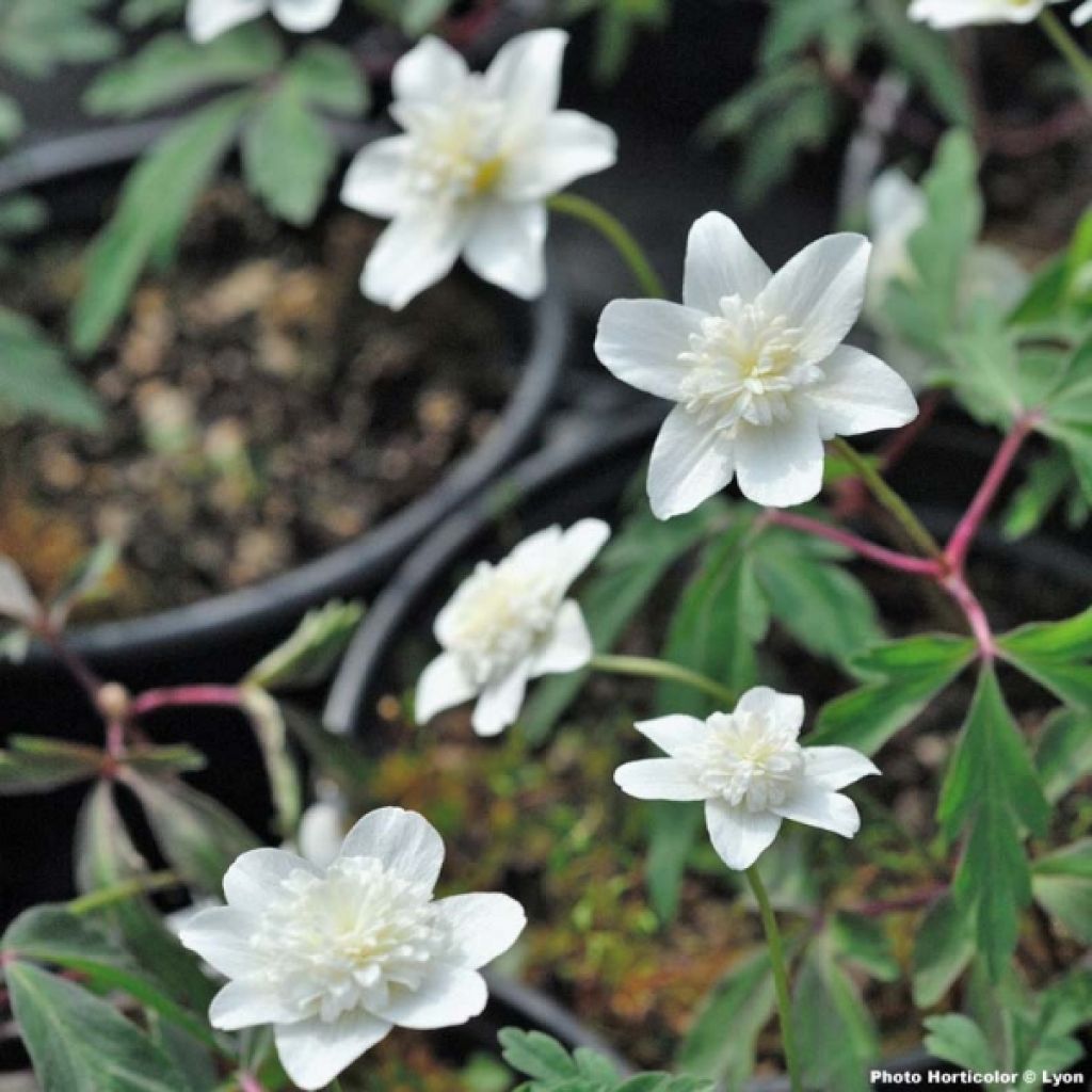 Anémone nemorosa Vestal - Anémone des bois