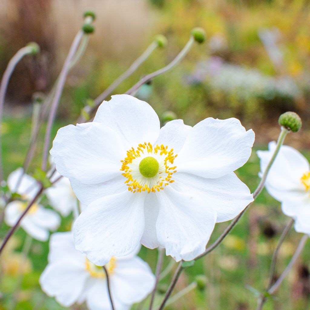 Anemone Whirlwind - Japan-Herbst-Anemone