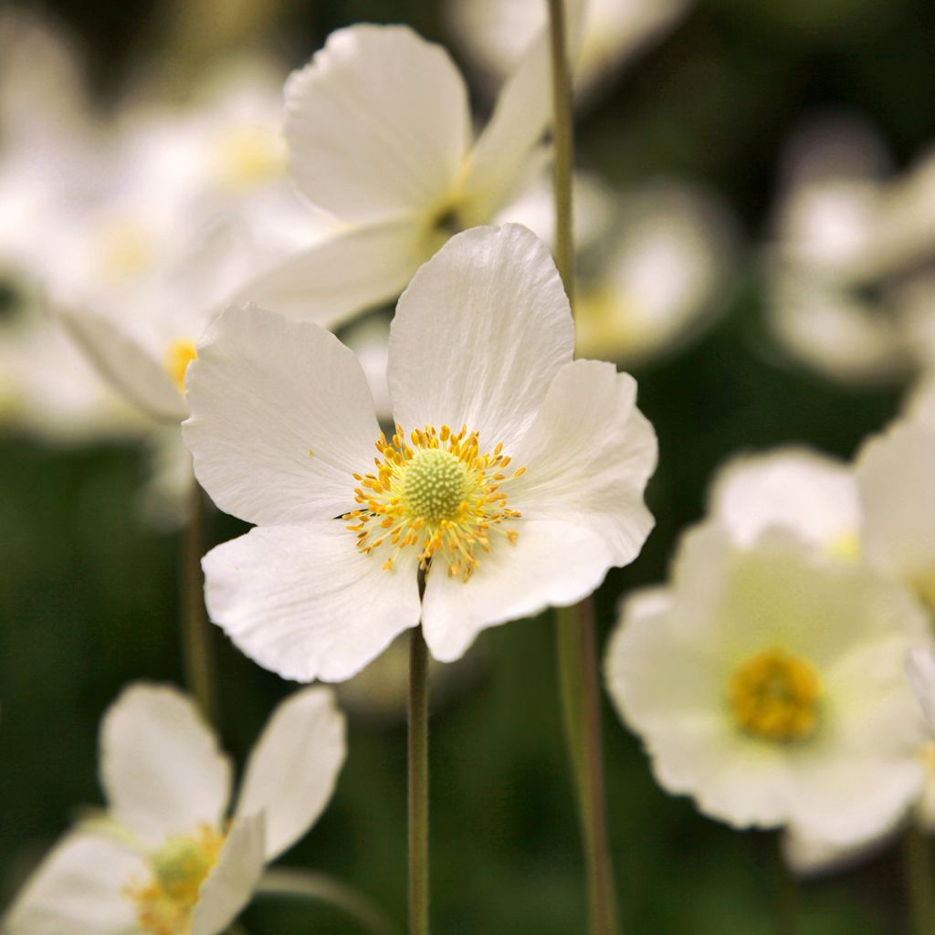 Anemone Whirlwind - Japan-Herbst-Anemone