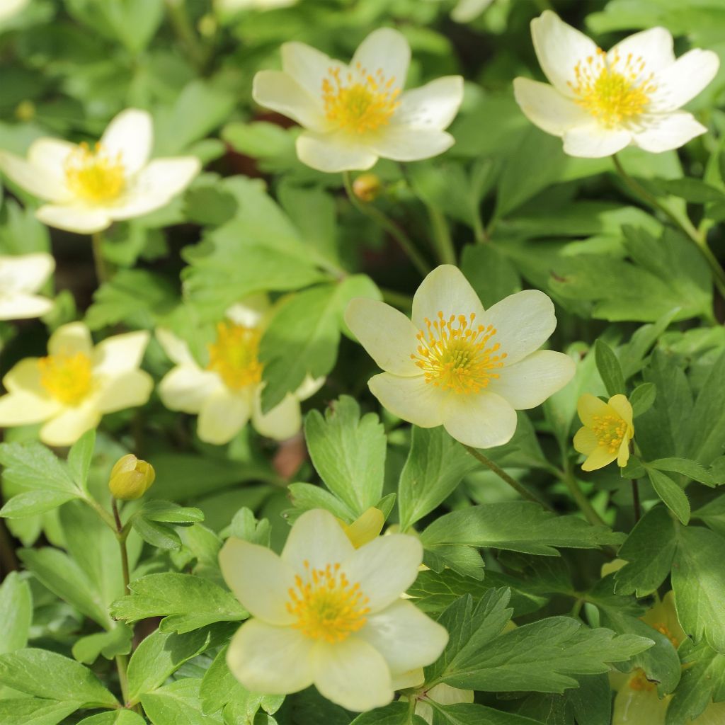 Anemone lipsiensis - Leipziger Buschwindröschen