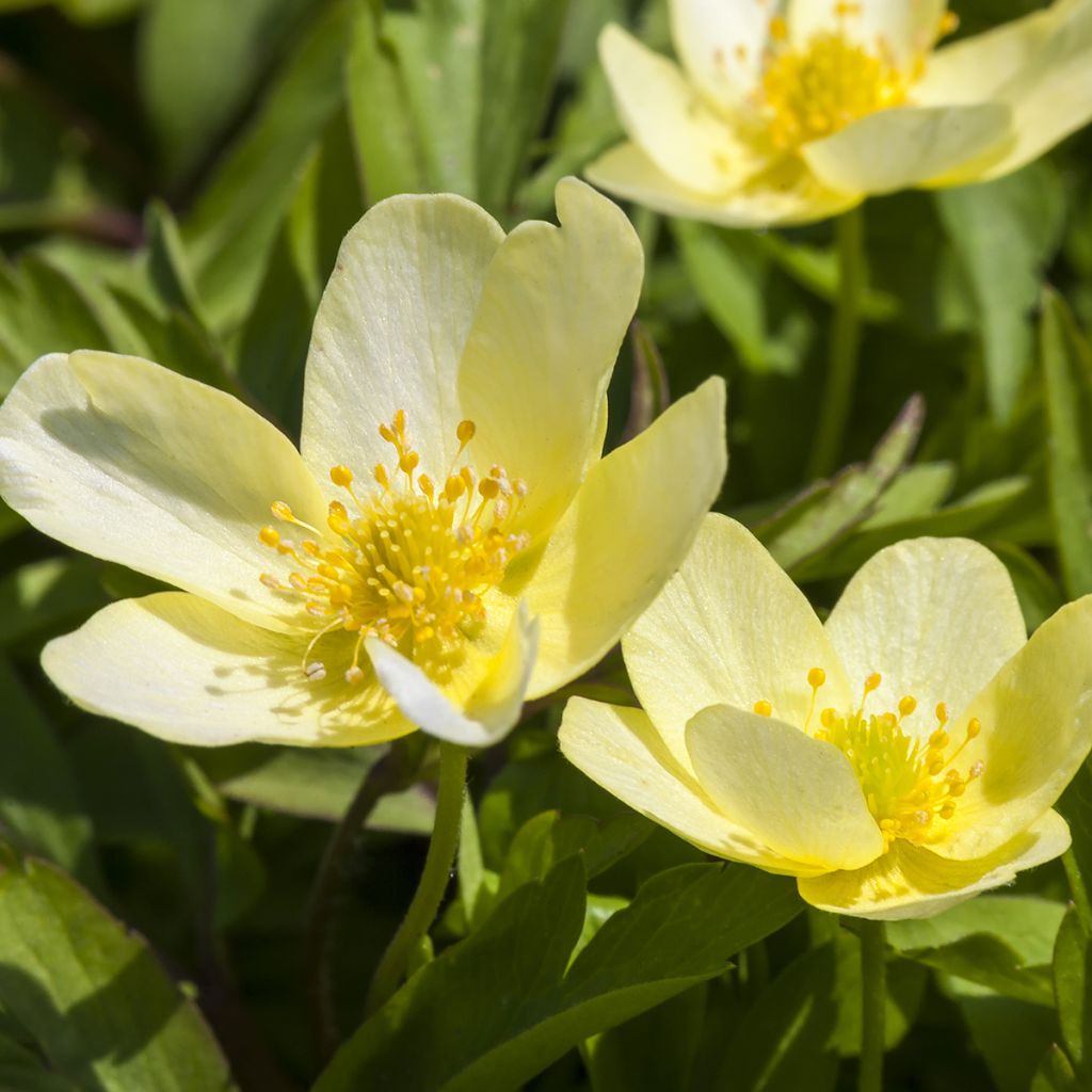 Anemone lipsiensis - Leipziger Buschwindröschen