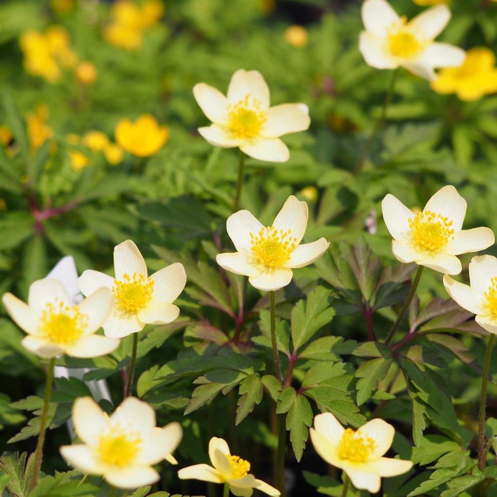 Anemone lipsiensis - Leipziger Buschwindröschen