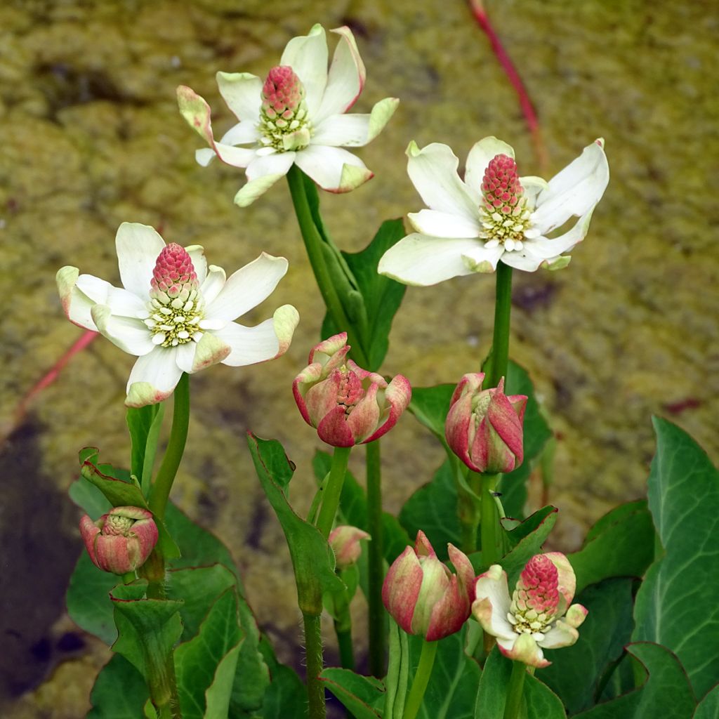 Anemopsis californica - Anémopsis de Californie