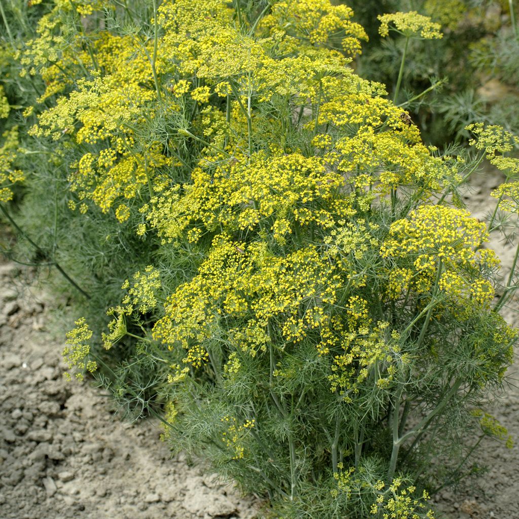 Dill Hedger - Anethum graveolens