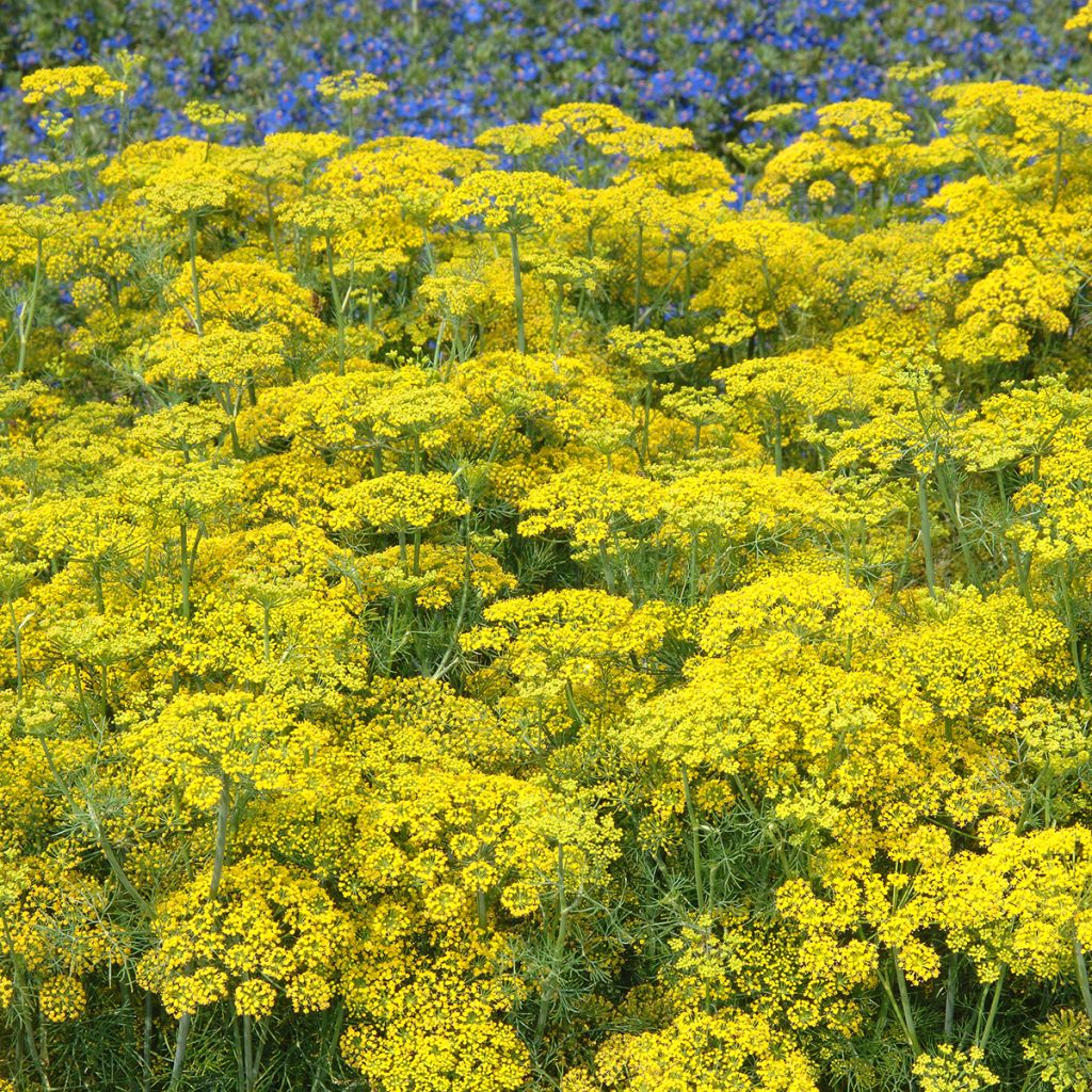 Dill Hedger - Anethum graveolens