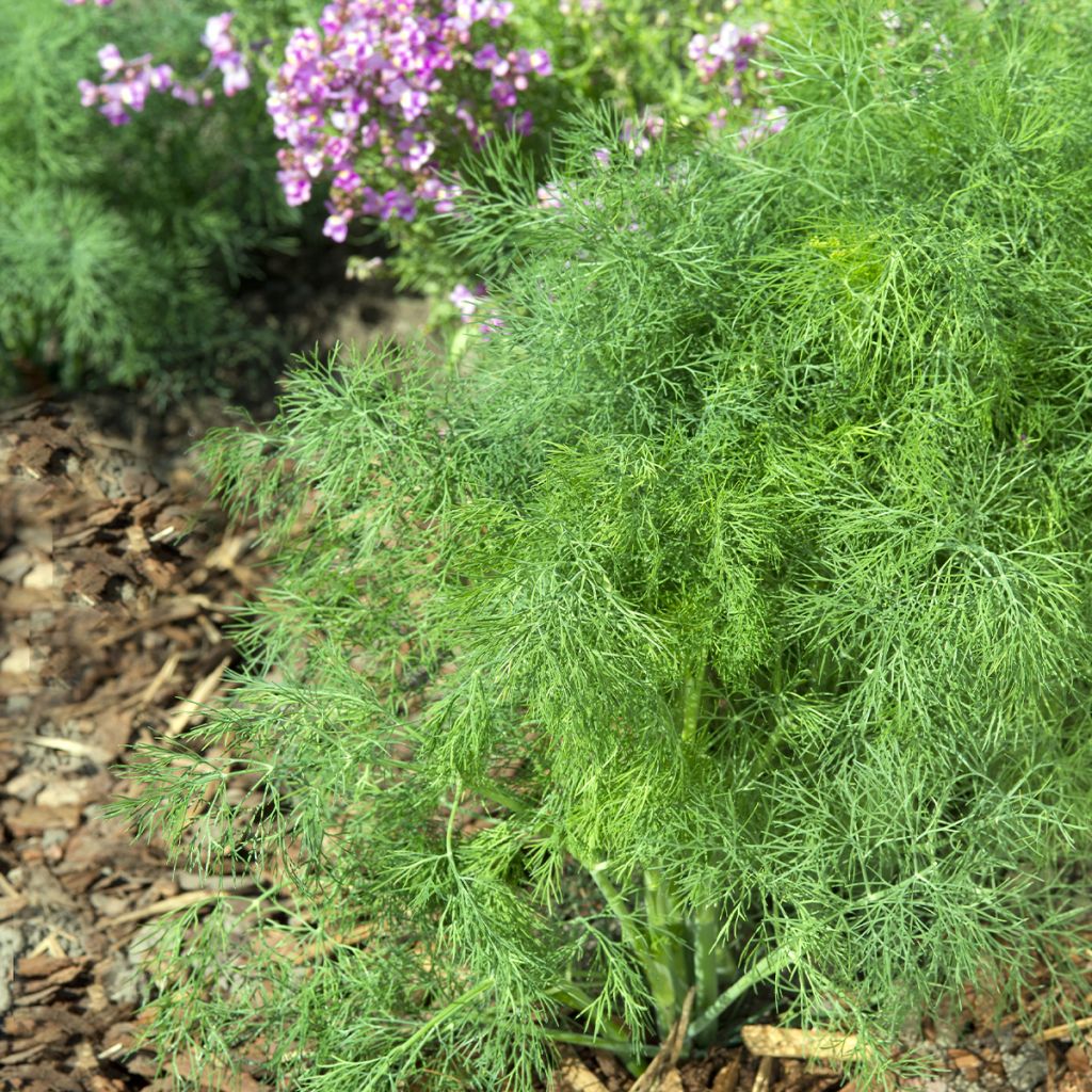 Dill Hedger - Anethum graveolens