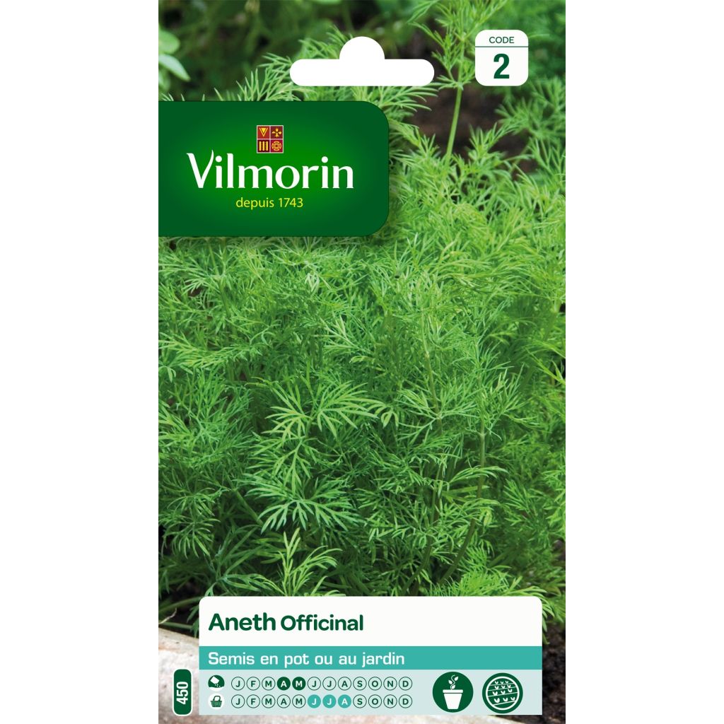 Dill - Anethum graveolens - Vilmorin