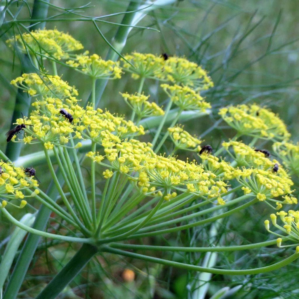 Aneth - Anethum graveolens en plants Bio