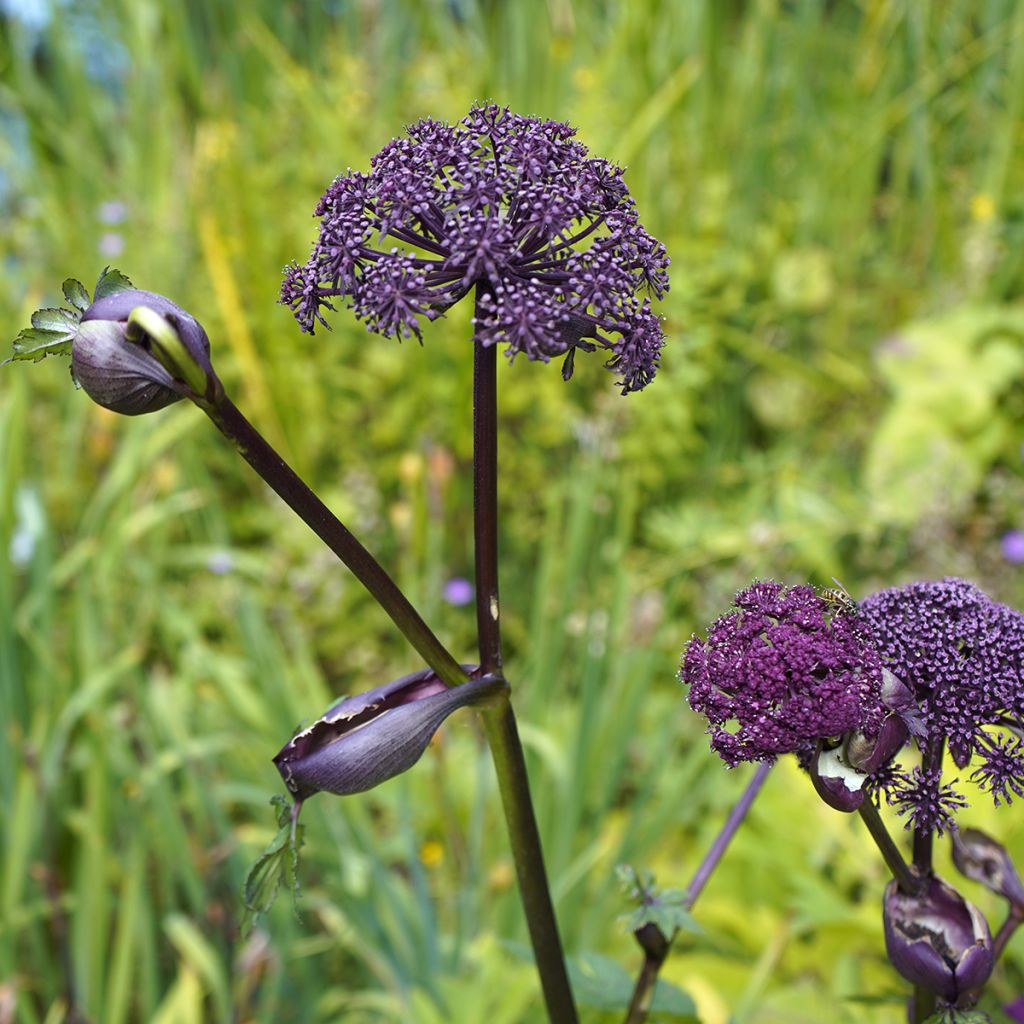 Angelica gigas - koreanische Engelwurz