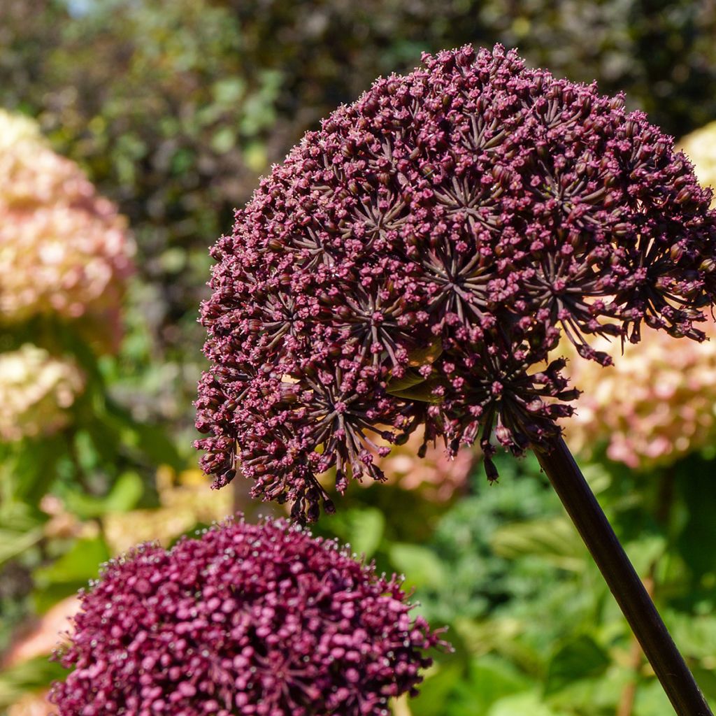 Angelica gigas - koreanische Engelwurz