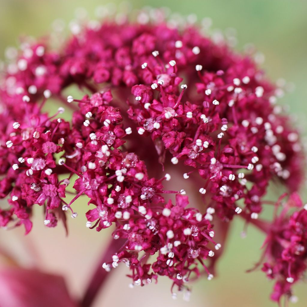 Angelica gigas - koreanische Engelwurz