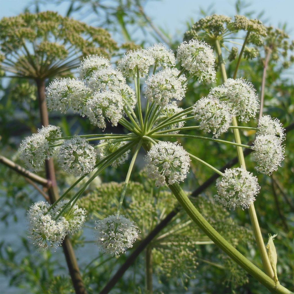 Angelica heterocarpa - Verschiedenfrüchtige Engelwurz