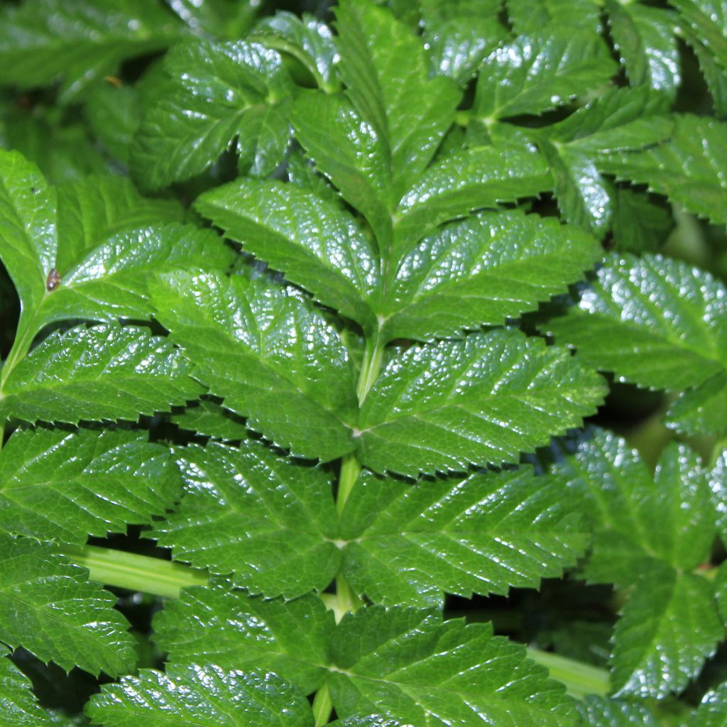 Angelica pachycarpa - Iberische Engelwurz