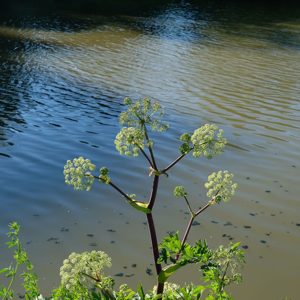 Angelica atropurpurea - Amerikanische Engelwurz