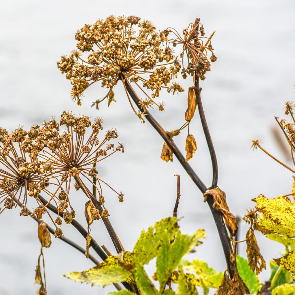 Angelica atropurpurea - Amerikanische Engelwurz