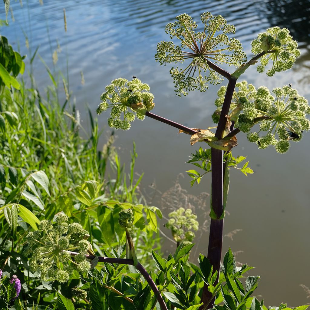 Angelica atropurpurea - Amerikanische Engelwurz