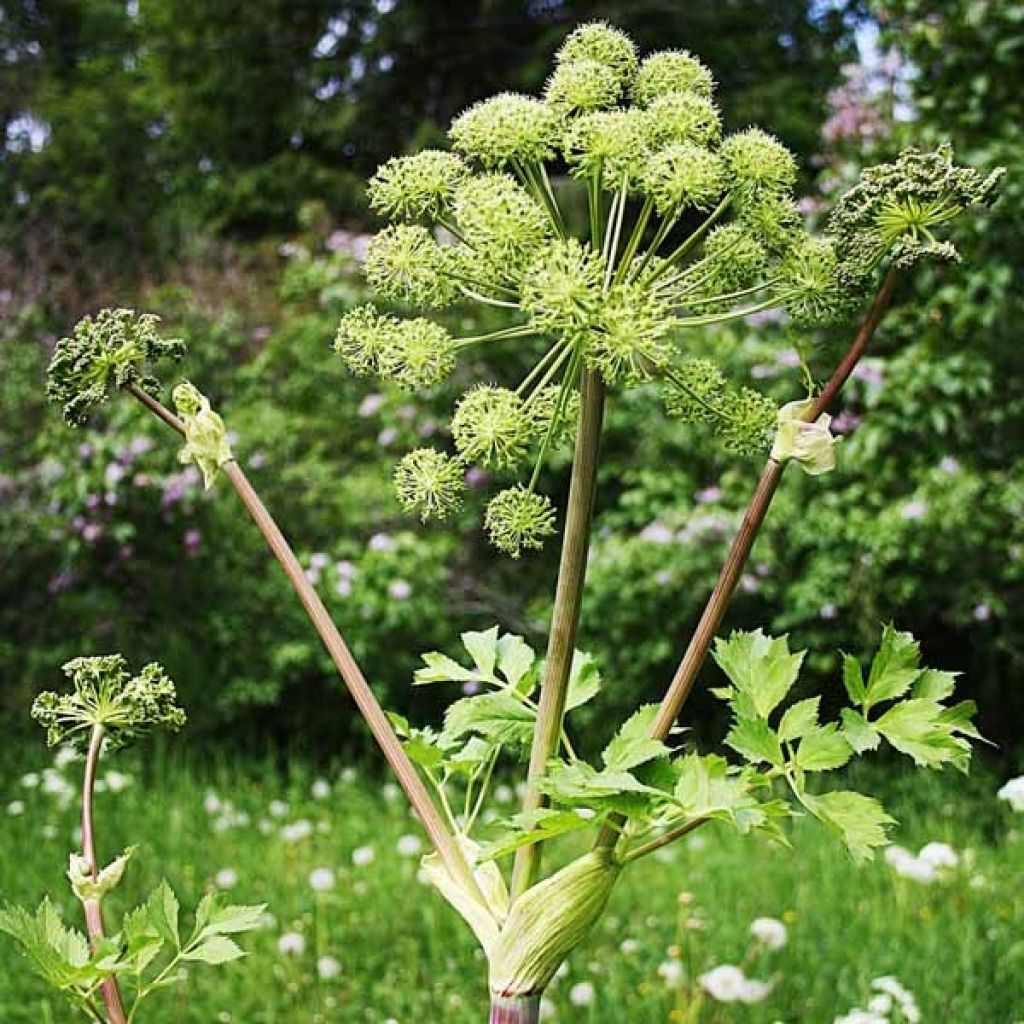 Echte Engelwurz - Angelica archangelica