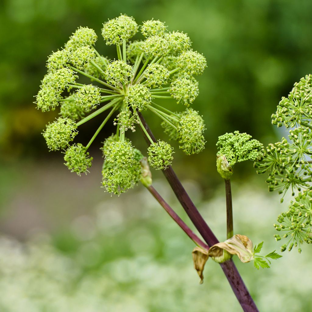 Echte Engelwurz - Angelica archangelica