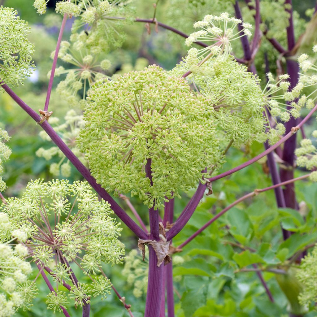 Echte Engelwurz - Angelica archangelica