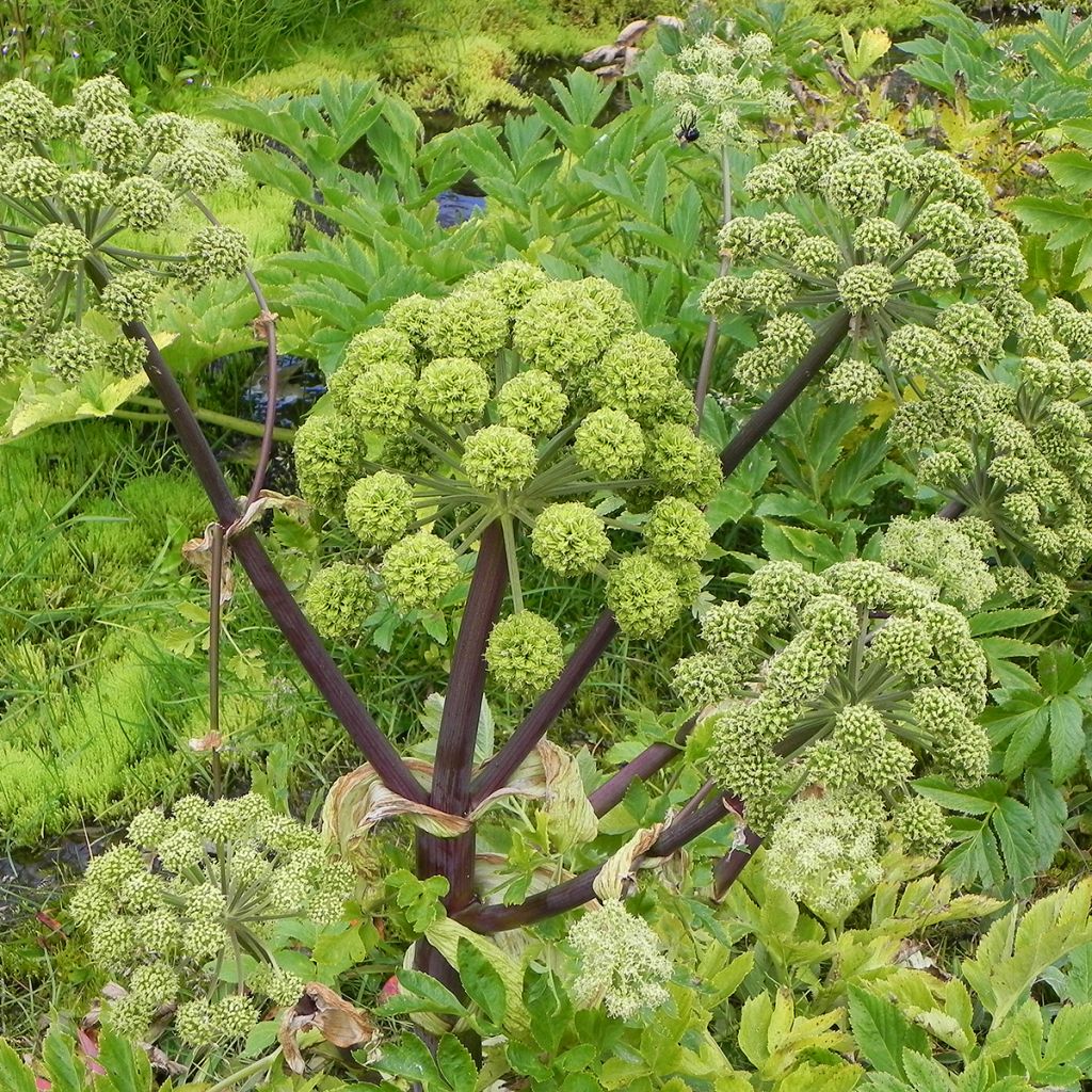 Echte Engelwurz - Angelica archangelica