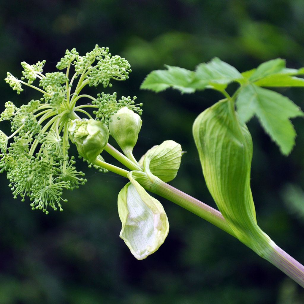 Echte Engelwurz - Angelica archangelica