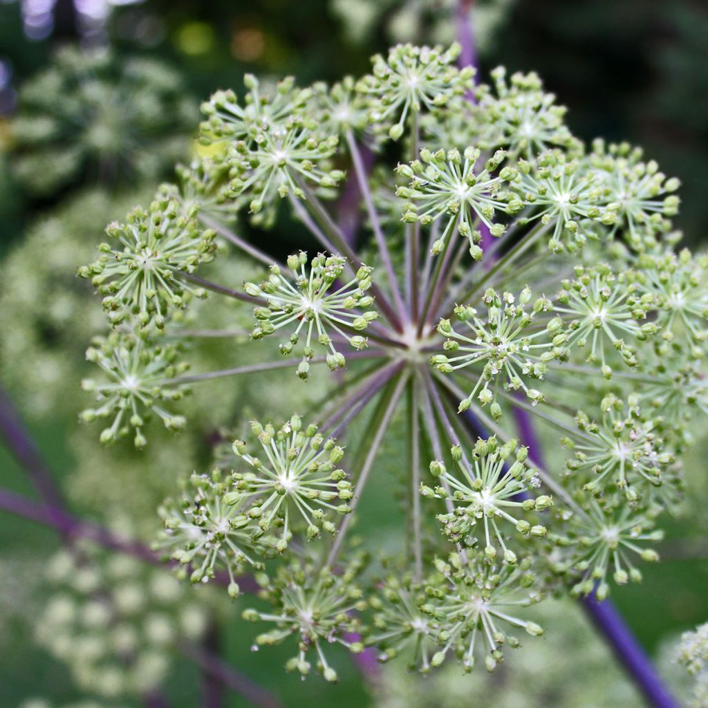 Echte Engelwurz - Angelica archangelica