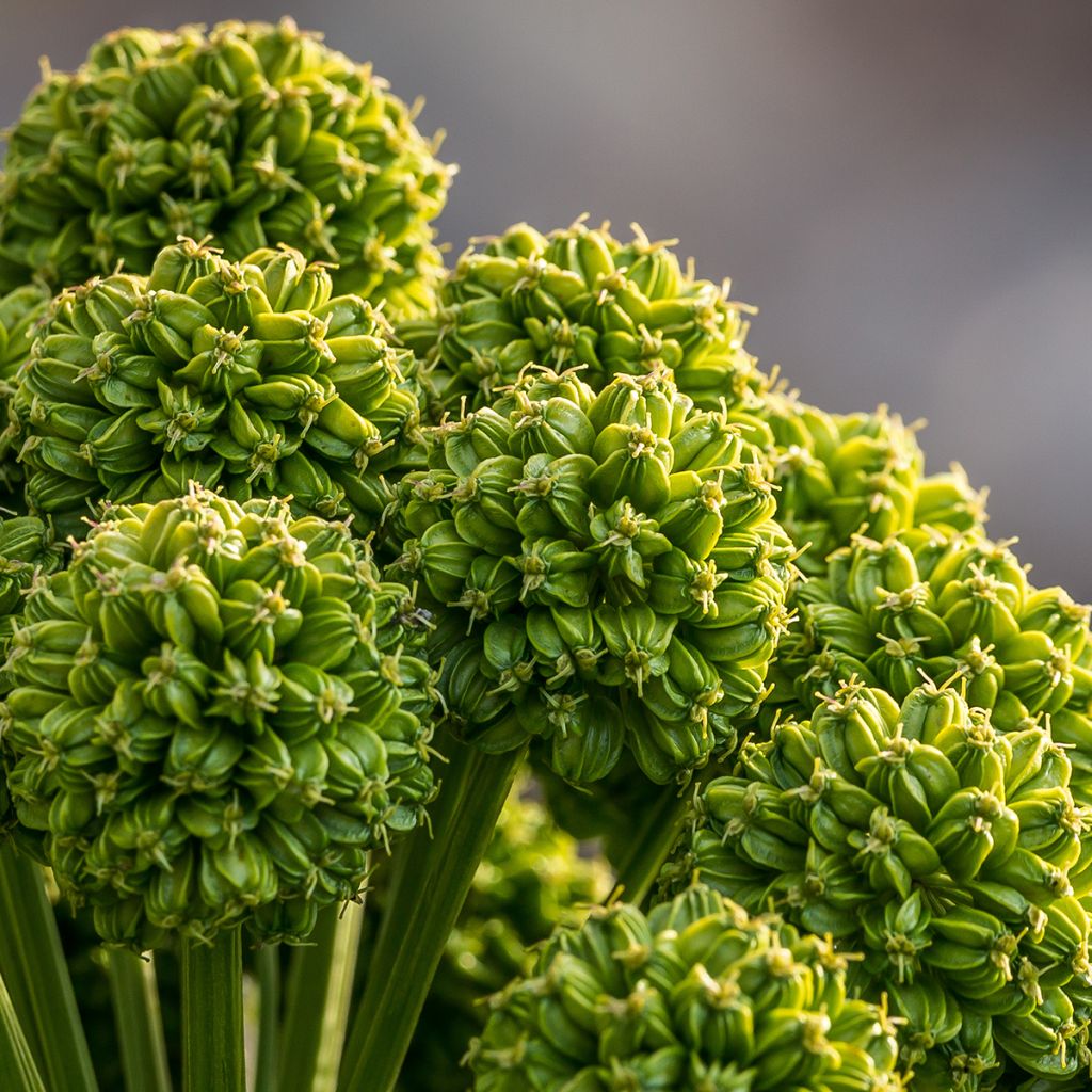 Echte Engelwurz - Angelica archangelica