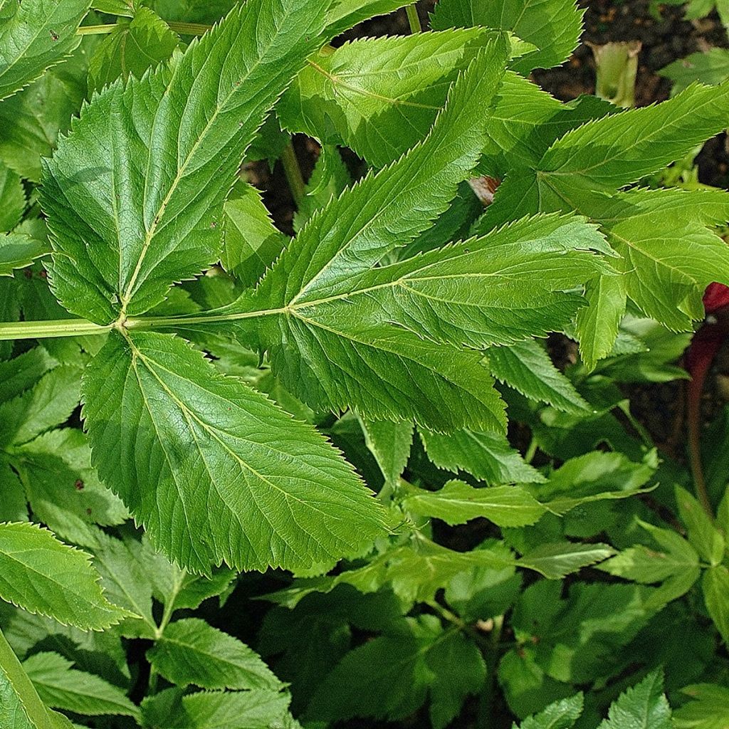 Echte Engelwurz - Angelica archangelica