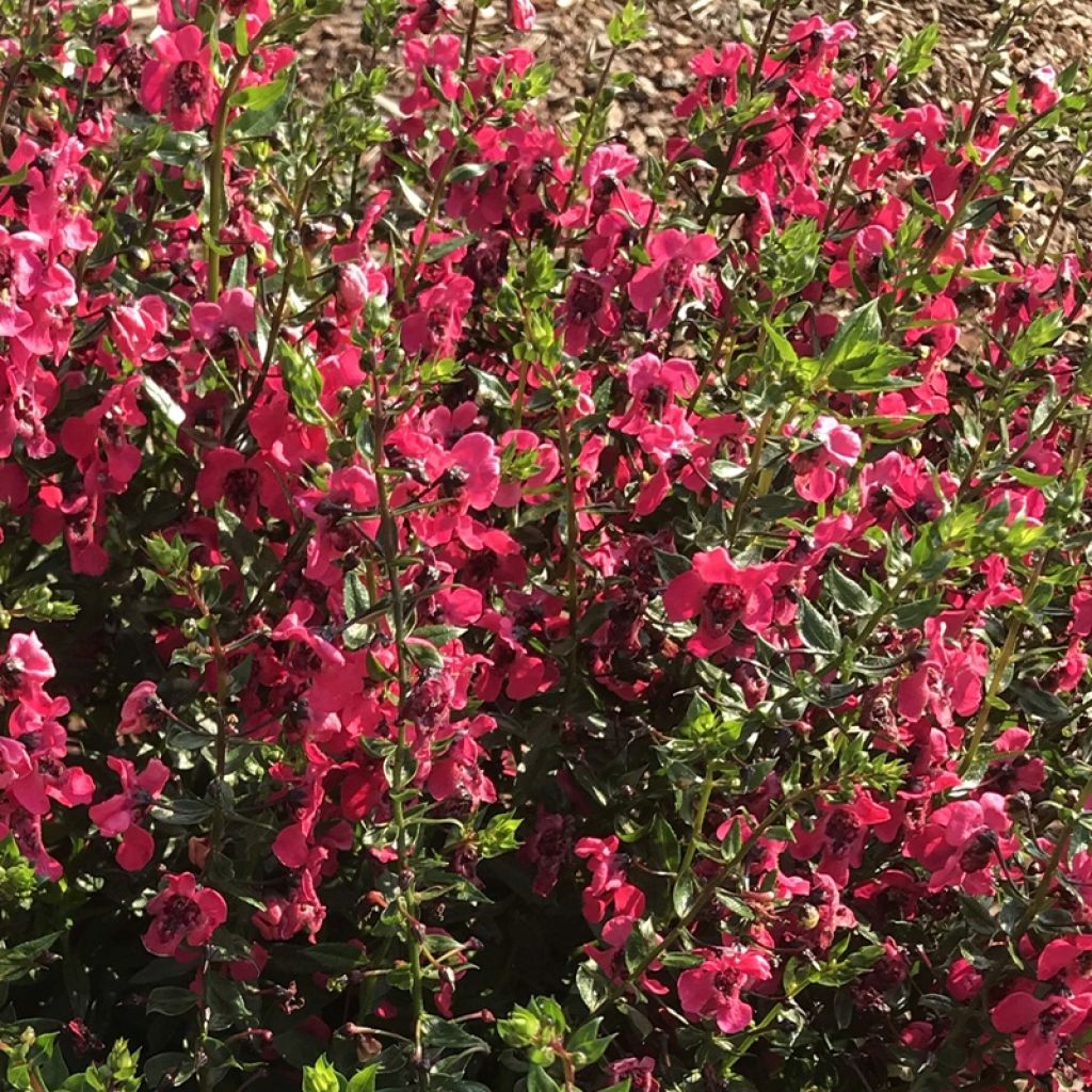 Angelonia angustifolia Archangel Cherry Red - Engelsgesicht