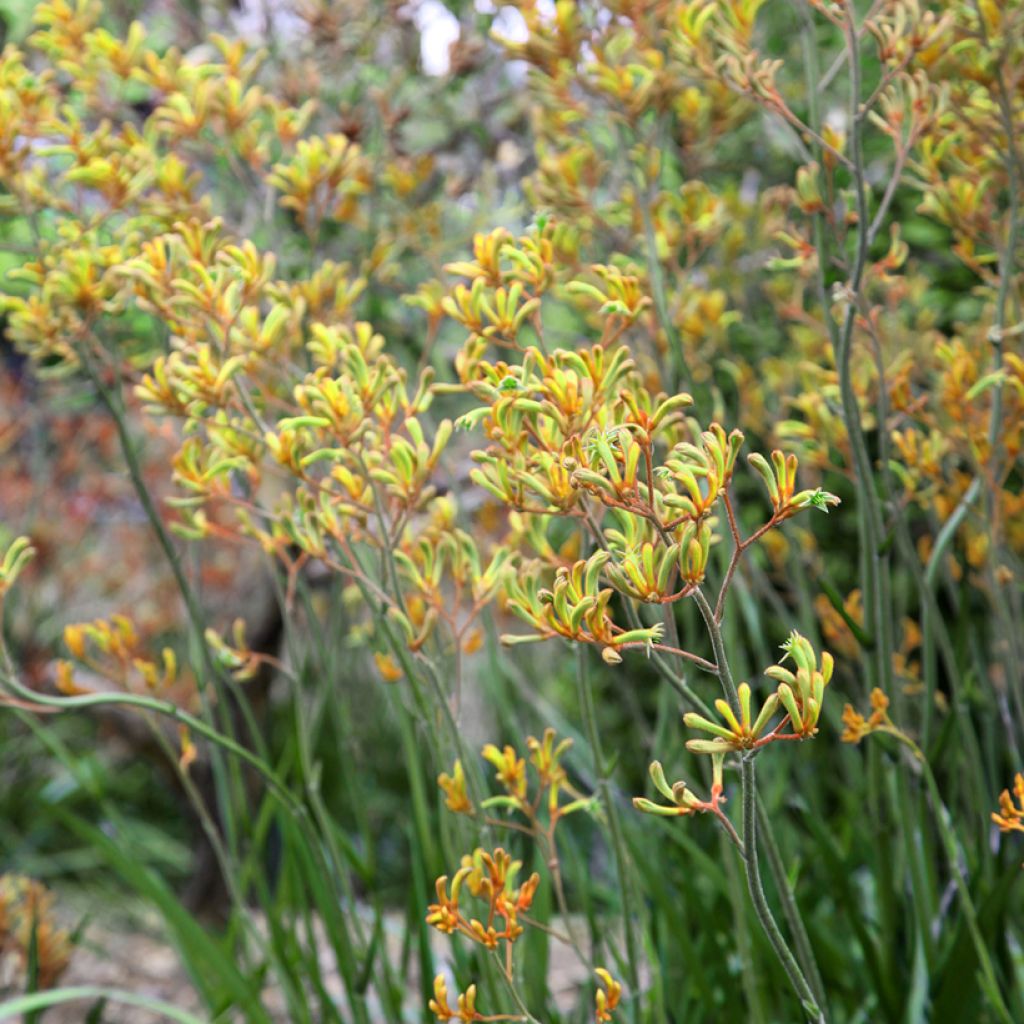 Anigozanthos flavidus Bush Bonanza - Känguruhblume