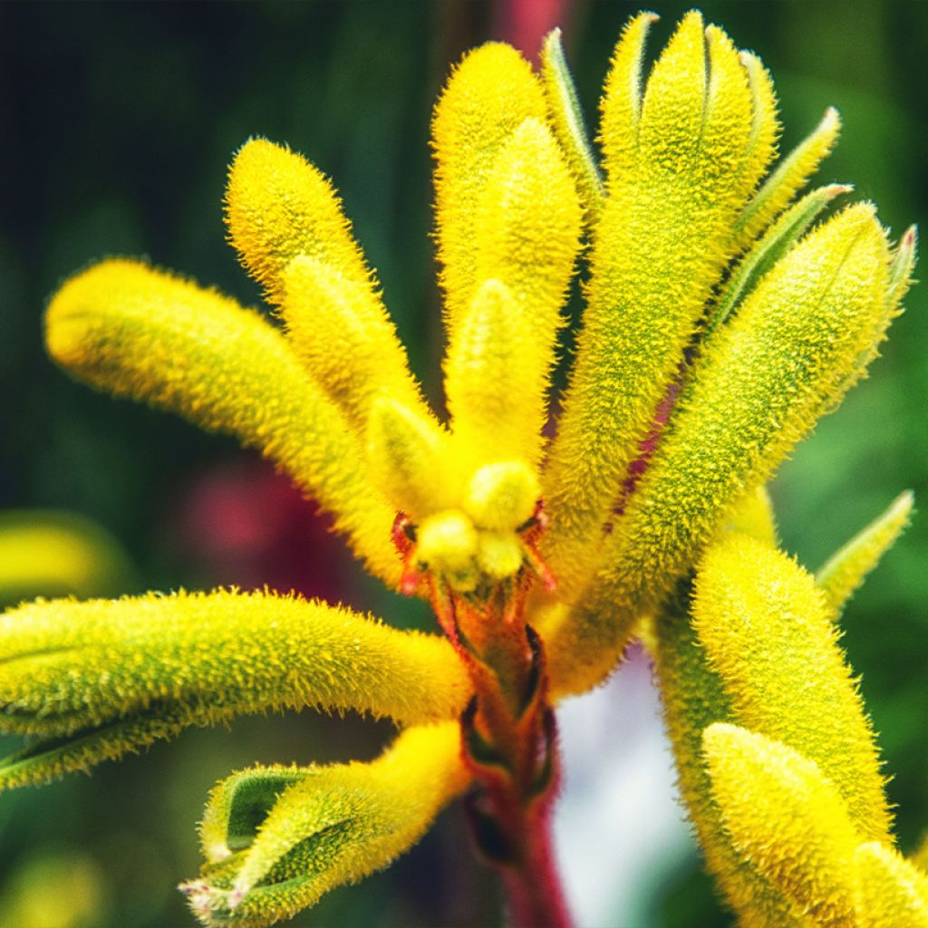 Anigozanthos Bush Bonanza 