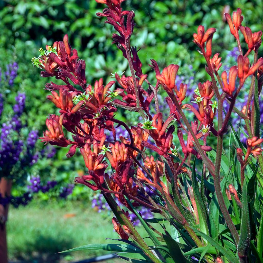 Anigozanthos flavidus Bush Inferno - Känguruhblume