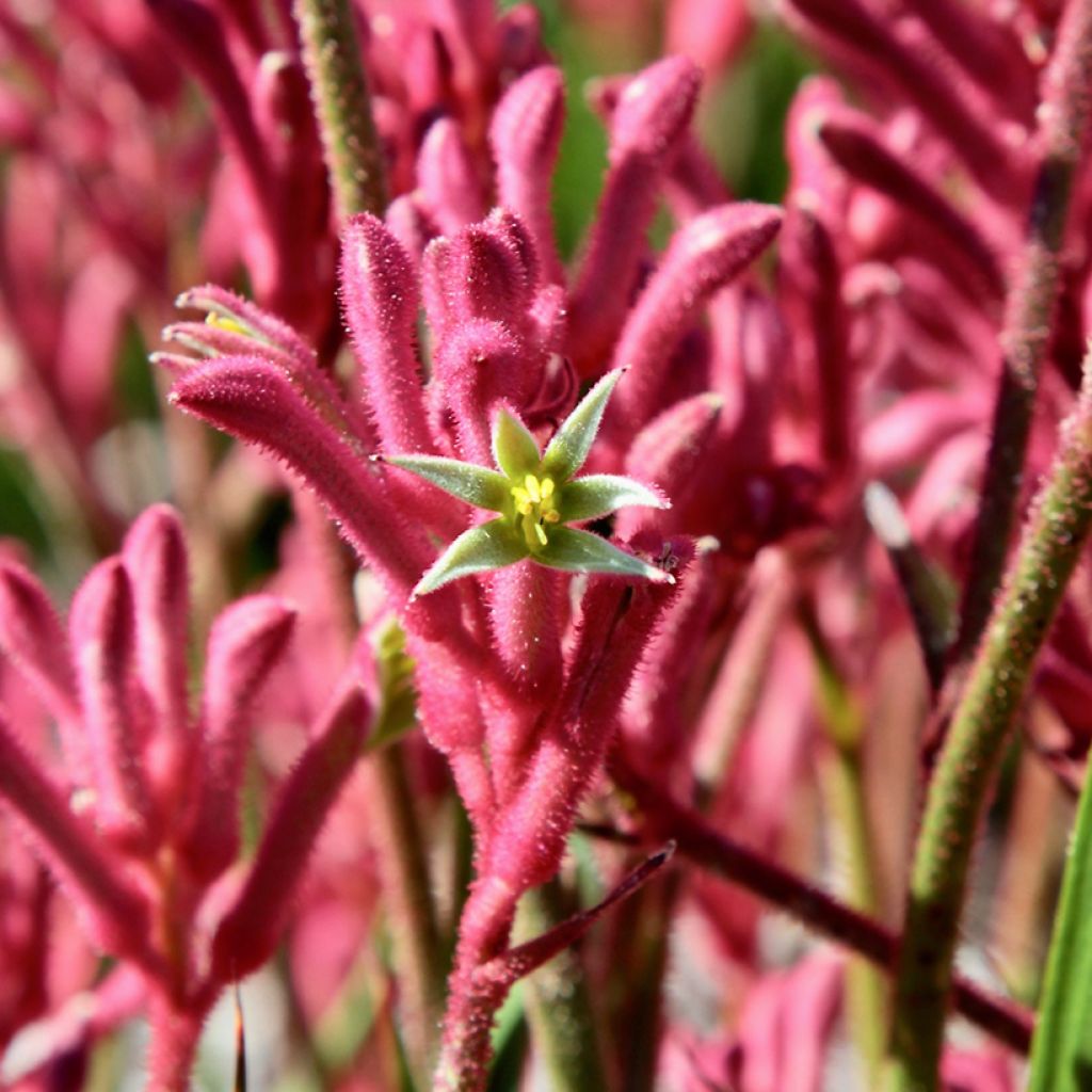 Anigozanthos Bush Pearl 