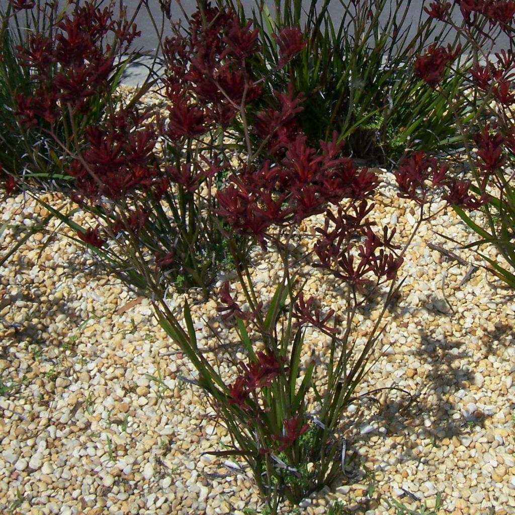 Anigozanthos flavidus - Känguruhblume