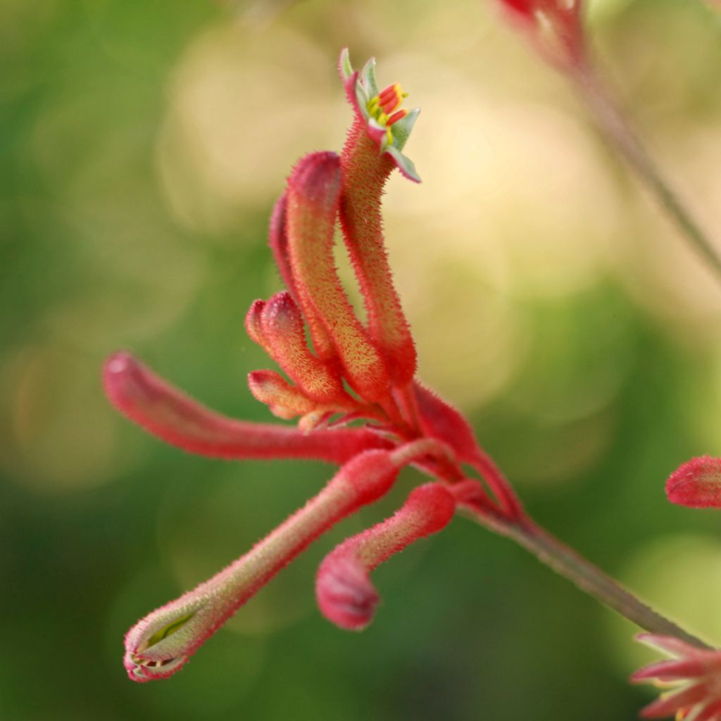 Anigozanthos flavidus - Känguruhblume