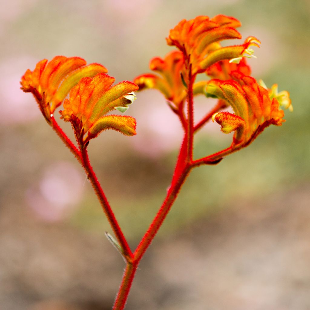 Anigozanthos flavidus - Känguruhblume