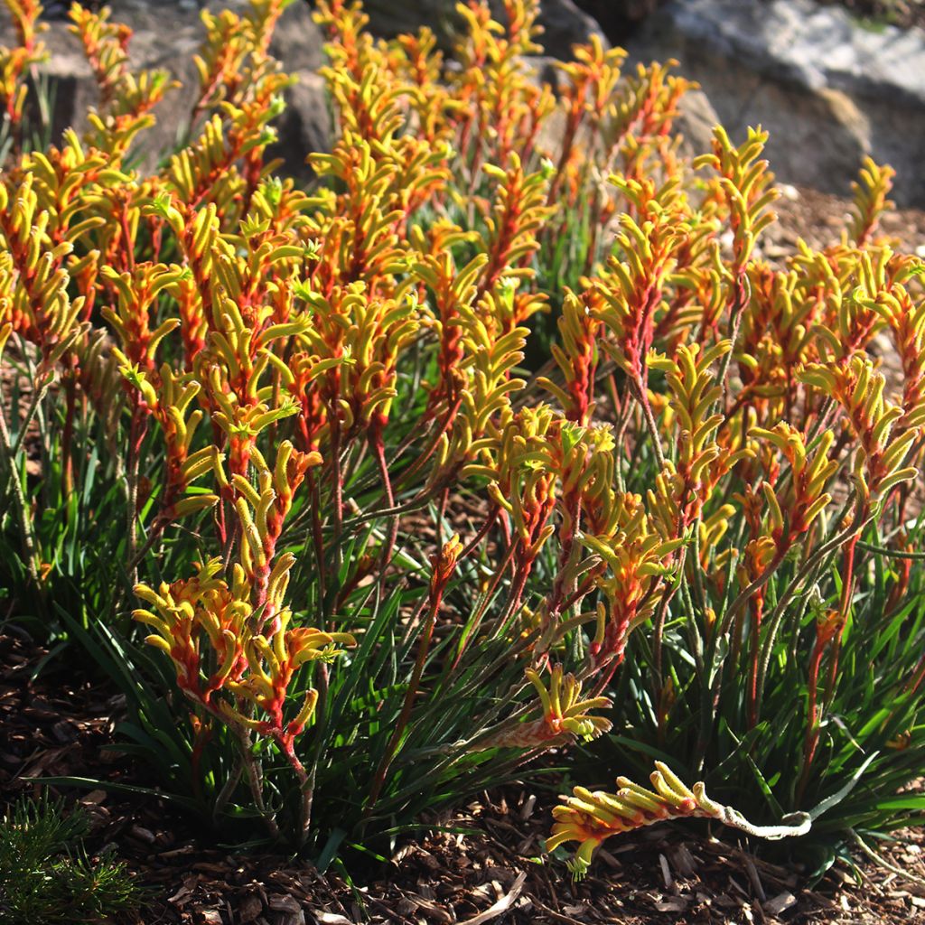 Anigozanthos flavidus - Känguruhblume